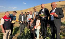 Mısır, karpuz ve kavun hasadı yapıldı