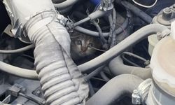Kaputa sıkışan kediyi ekipler kurtardı