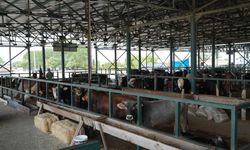 Büyükşehir Hayvan Pazarı geçici olarak kapatıldı