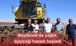 Beylikova’da yağlık ayçiçeği hasadı başladı