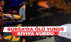 Bursa’da ölü yunus kıyıya vurdu