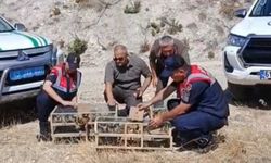 142 saka kuşu doğaya bırakıldı