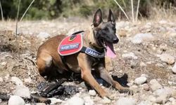 Jandarma Köpeği 'Hane' Kundaklama Tespitinde Görev Yapıyor