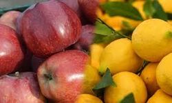 Limon ve elma ihracatı için izin alma zorunluluğu