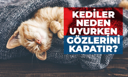 Kediler Neden Uyurken Gözlerini Kapatır?