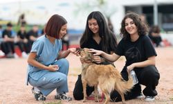 Sahipsiz hayvanlara kötü muamele son bulsun