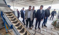 Sezonun ilk zeytinyağı üretildi