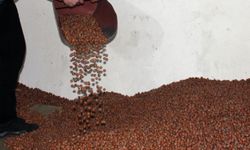 Fındıkta serbest piyasa düşüşte, Tarım Kredi en yüksek alımı yapıyor