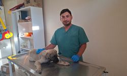 Yaralı sokak köpeğine belediye sahip çıktı