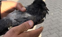 Öğretmenin fark ettiği yaralı güvercin kurtarıldı