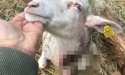 Sürüden ayrılan koyunları kurt telef etti