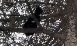 Ağaçta mahsur kalan kedi kurtarılmayı bekledi