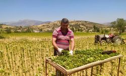 Manisa'nın 9 aylık tarım ihracatı 706,7 milyon dolara ulaştı