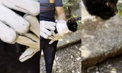 Plastik kapağa sıkışan yavru kedi kurtarıldı