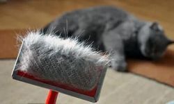 Kedi tüyü zararlı mı? Bilmeniz gerekenler