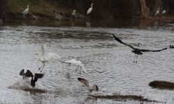 KUŞ CENNETİ’NDE SONBAHAR GÖZ KAMAŞTIRIYOR