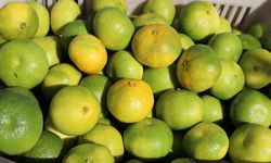 Ekim ayında mandalina ihracatında yüzde 144’lük rekor artış