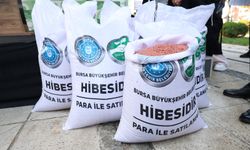 Büyükşehir'den çiftçiye yerli tohum desteği