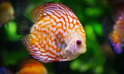 Rüyada Balık Görmek