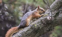 KÜTAHYA BELEDİYESİNDEN SİNCAP VE KUŞLARA KIŞ HAZIRLIĞI