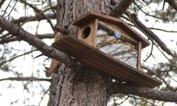 Kütahya Belediyesinden Sincap ve Kuşlara Kış Hazırlığı