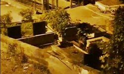 İki Ayı Yavrusu Şehre İndi, Mezarlıkta Görüntülendi