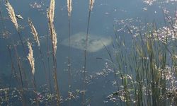 Ehliyetsiz sürücü araçla gölete düştü