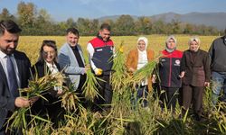 Pirinçte "damlama sulama" bereketi