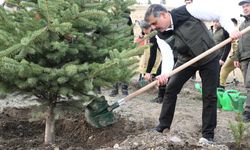 "Hastaya kan, ormana can"