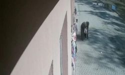 Öğrencisini heimlich manevrasıyla kurtardı