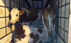 Çalınan büyükbaş hayvanlar jandarma kontrolüne takıldı