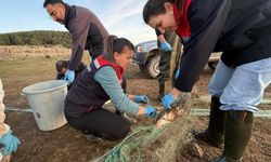 5 kilometrelik hayalet ağ toplandı: 500 balık kurtarıldı