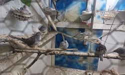 Tekirdağ'da yasa dışı hayvan üretimine ağır ceza