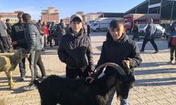 Canlı hayvan pazarı açıldı