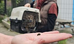 Zonguldak'ta ‘öldü' sanılan kedi, bacağında mermiyle geri döndü