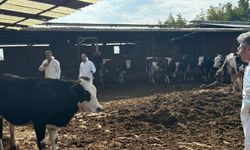 Şap hastalığına karşı tedbirler arttırıldı