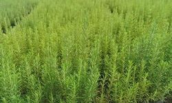 Atıl araziler biberiye ile canlanıyor