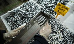 Balık tezgahlarına yakın markaj: 2,5 milyon TL ceza