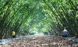 Kırsalda ekonomiyi güçlendirecek destek