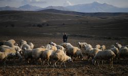 Kırsalda Koyun Sayısı Arttı, Meralar Canlandı
