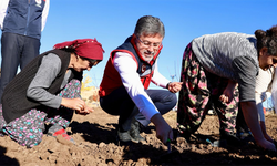 Tunceli'de coğrafi işaretli dağ sarımsağının ekimini yaptı