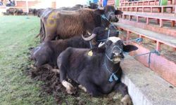 YOK OLMAK ÜZEREYDİ ŞİMDİ YENİDEN CANLANIYOR