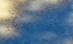 Balıklar oksijen azlığı nedeniyle telef oldu