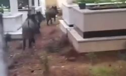 Marmaris’te yaban domusu sorunu büyüyor: Mezarlıklar hedefte!