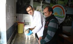 Kedi ve köpeklere mikroçip uyarısı: 31 Aralık son gün