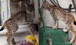 Yolunu şaşıran vaşak ilçe merkezine indi