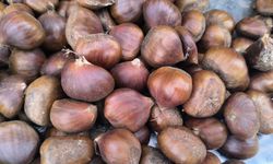 Kestane yüzleri güldürdü