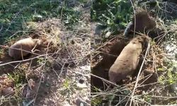 Yer altının gizemli canlısı ortaya çıktı