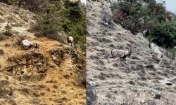 Doğa fotoğrafçısı tekelerin liderlik savaşına hayran kaldı