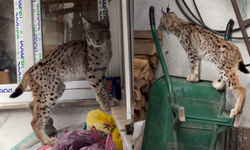 Yolunu şaşıran vaşak ilçeye indi